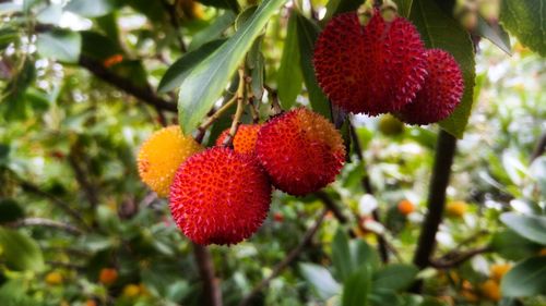 Close-up of red berries on tree