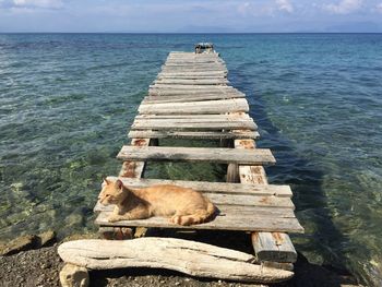 Cat relaxing on pier over sea against sky
