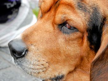 Close-up of a dog looking away