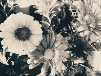 Close-up of a beautiful flower