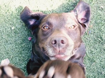 Close-up portrait of dog