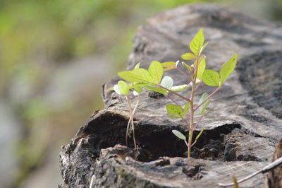 Close-up of small plant