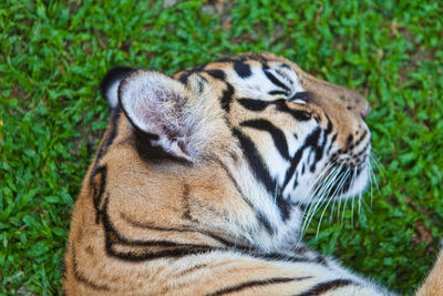 Close-up of a cat