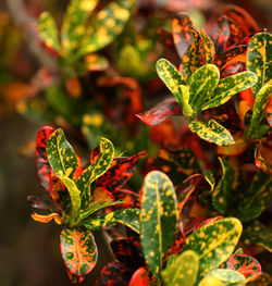 Close-up of plant