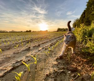 View of horse on field during sunset