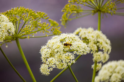 Close-up of honey bee on flowering plant