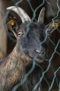 Watching goats