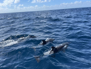 High angle view of swimming in sea