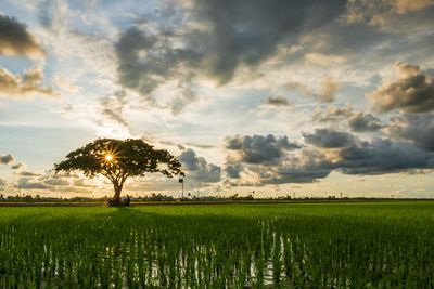 Scenic view of agricultural field against sky during sunset