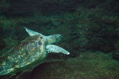 Green sea turtle chelonia mydas swims along a coral reef.