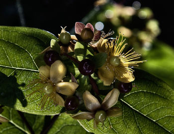 Close-up of purple flowering plant