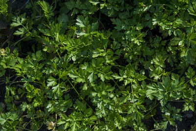 Full frame shot of leaves