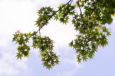 Low angle view of tree against sky