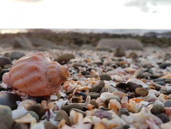 Close-up of pebbles on beach