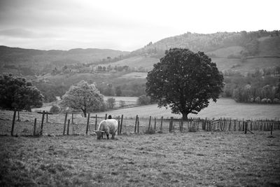 View of a field