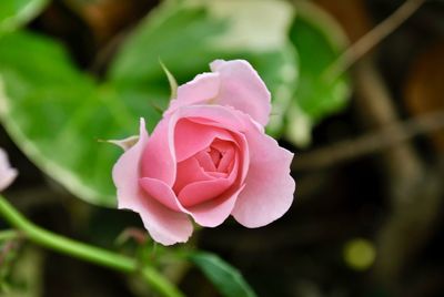 Close-up of pink rose