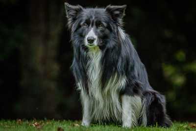 Close-up portrait of dog sitting on grassy field