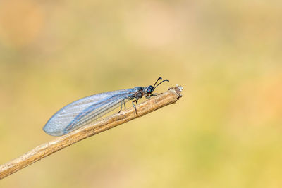 Close-up of insect