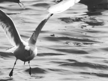 Close-up of bird in lake