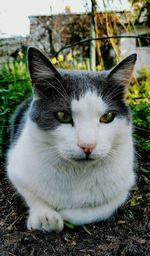Close up of white cat