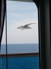 Seagull flying over sea seen through window