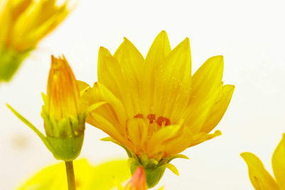 Close-up of yellow flower blooming against sky