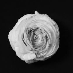 Close-up of rose over black background