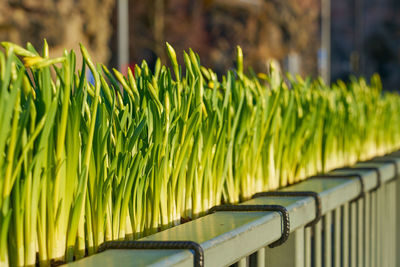 Close-up of fresh green plants