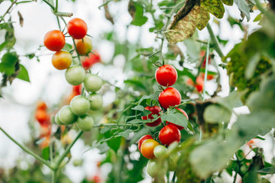 Close-up of tomatoes growing on plant