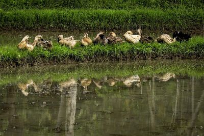 View of birds in lake