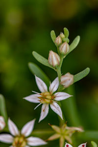 Close-up of purple flowering plant