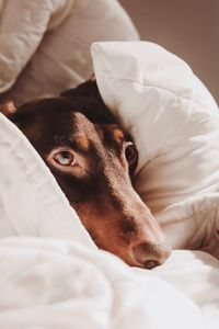 Close-up of dog on bed