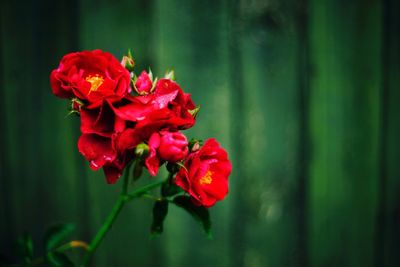 Close-up of red rose plant