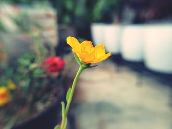 Close-up of yellow flowering plant