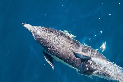 Dolphin swimming in sea