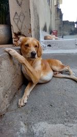 Portrait of dog relaxing outdoors