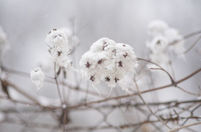 Close-up of white flowers