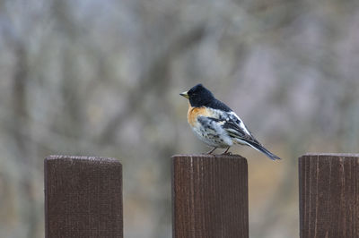 Close-up of bird perching on wooden post