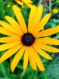 Close-up of yellow daisy flower