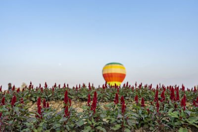 hot air balloon