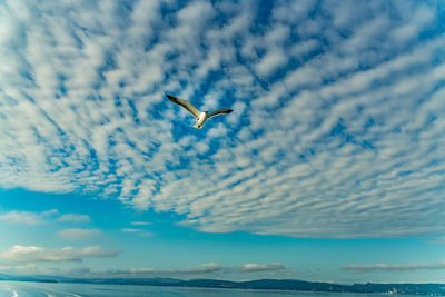 Seagull flying over sea against sky