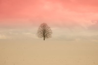 Bare tree on snow covered land against sky at sunset