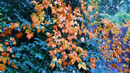 Close-up of orange flowering plant