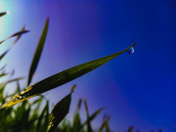 The beautiful water drop in the green leaf with blue sky background