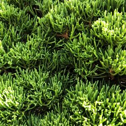 Full frame shot of fresh green leaves