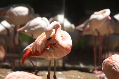 Closeup of pink flamingo phoenicopterus roseus cleaning in front of flock foz do iguacu, brazil.