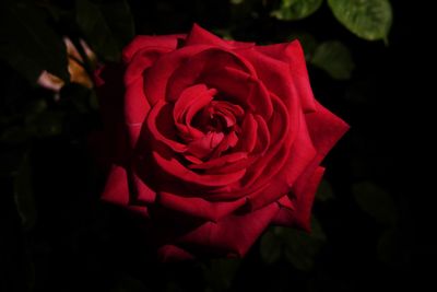 Close-up of red rose blooming at night