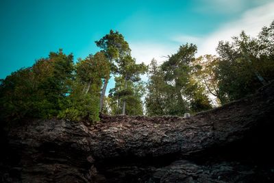 Low angle view of trees in forest against sky