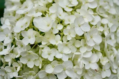 Full frame shot of white flowering plants