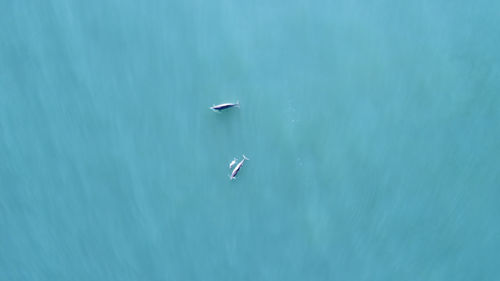 Aerial view of dolphins swimming in sea